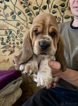 Basset Hound s PP - štěňata - 3