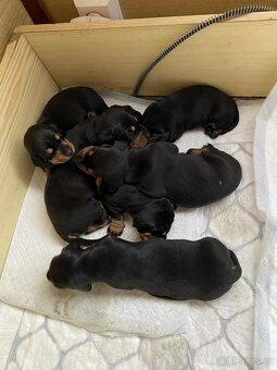 Jezevčík hladkosrstý - 3