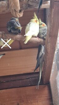 Korela chocholatá - 3