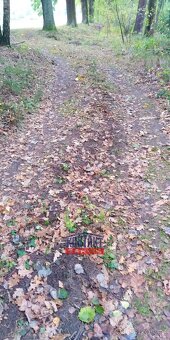 Jedinečná investiční příležitost - lesní pozemek u rybníků,  - 3