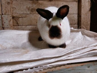 Kalifornský černý - 3