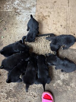 Štěňátka - Border Kolie x Labrador - 3