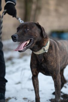 Harry hledá domov - 3