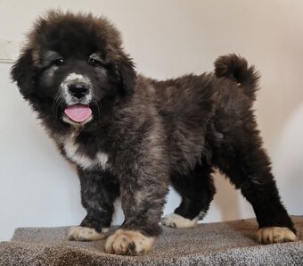 Kavkazský pastevecký pes s PP - 3