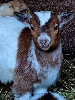 Holandská koza zakrsla - 3