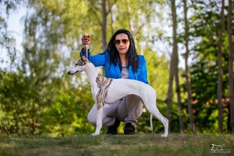 Whippet - 3