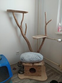 Kočičí strom - 3