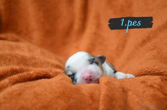 BORDER COLLIE - 3
