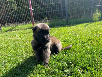 Belgický ovčák - malinois s PP - 3