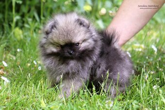 Pomeranian s PP FCI - 3