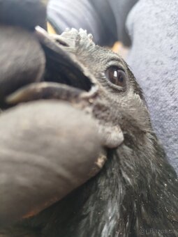 Násadová vejce Ayam Cemani - 3