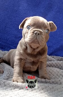 Francouzský buldoček modrý - French bulldog blue - 3