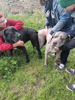 Štěňata Cane Corso - 3