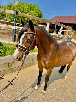 Welsh pony na predaj - 3
