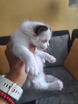 Koťátko Ragdoll s PP - 3