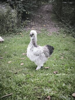 Hedvábnička kohout - 3