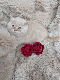 Britská koťata - 3