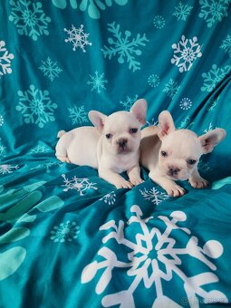 Francouzský buldoček - 3