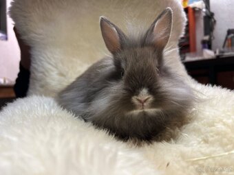 Prodám králíčky - 3