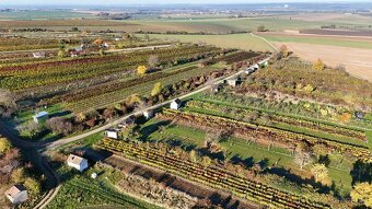 Prodej vinohradu - Petrov u Strážnice - 3