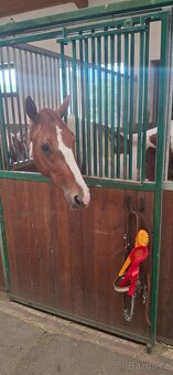 Paint horse kobyla - 3