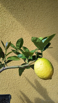 Prodám citroník LISBON - Citrus Limon 9e - 3