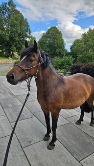 Pronájem pony s odvozem - 3