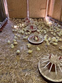 Nabízím k prodeji farmářská domácí kuřata ze dvora - 3