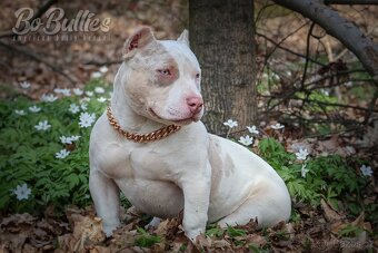 American bully pocket ABKC fenka na prodej - 3