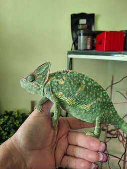Chameleon jemenský - 3