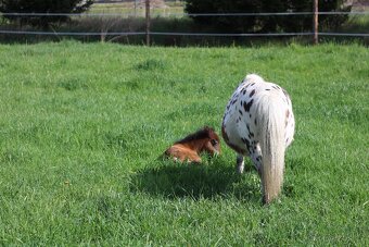 NĚŽNÁ minihorse klisna - 3