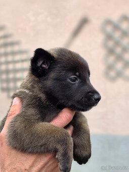 Prodám štěněta Belgický ovčák Malinois s PP - 3