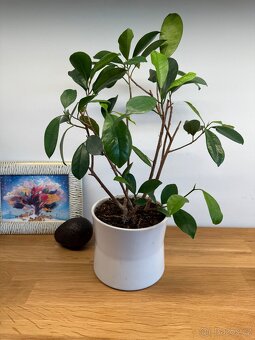 Ficus (bonsaj) - 3 kusy - 3