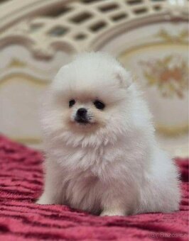 Pomeranian mini - 3