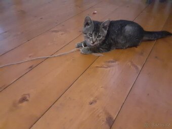 Venkovskà koťata - 3