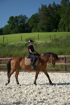 Prodáme 19 letého valáška - 3