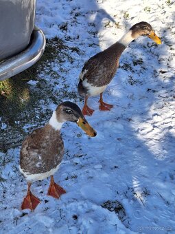 Indický běžec - 3