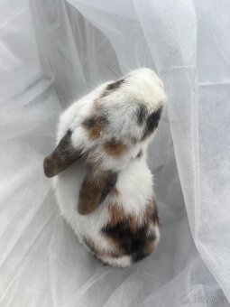 🐰 Rozkošní zakrslí beránci – holky & kluci, 9 týdnů 🐰 - 3