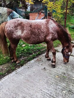 Sportovy pony kobylu - 3