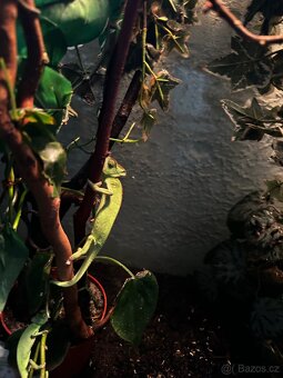 Chameleon jemenský - 3
