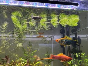 Akvarijní Rostliny prostříh mix - 150kč/pytlík - 3