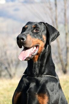 štěňata dobrmana s PP- vrh A (Jawa's Angel) - 3