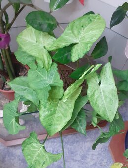 Syngonium 3 - 3