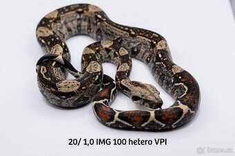 Hroznýš královský IMG het VPI - 3