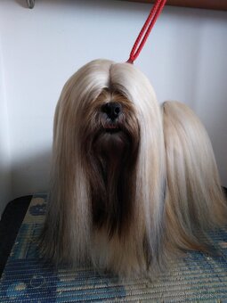 Lhasa Apso Štěňata s PP - FCI 2025/26 - 3