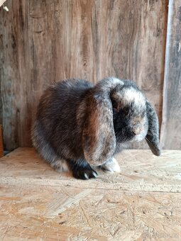 Minilop sameček k odběru - 3