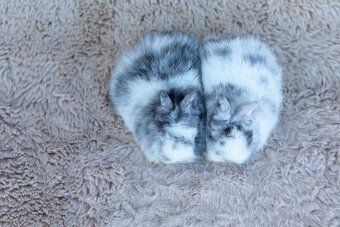 Zakrslý králík s rodokmenem - 3