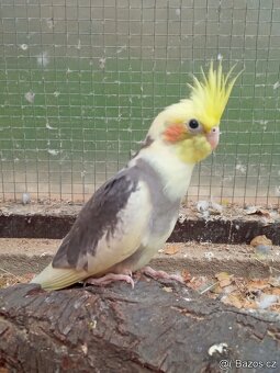 Korela chocholatá - 3