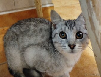 Darují krásnou, Britskou krátkosrstou tříměsíční, zdravou ko - 3