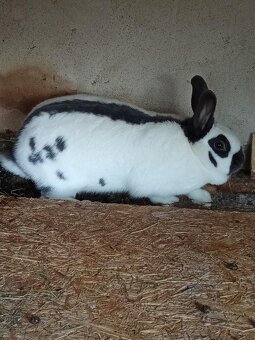 Český Strakáč - 3